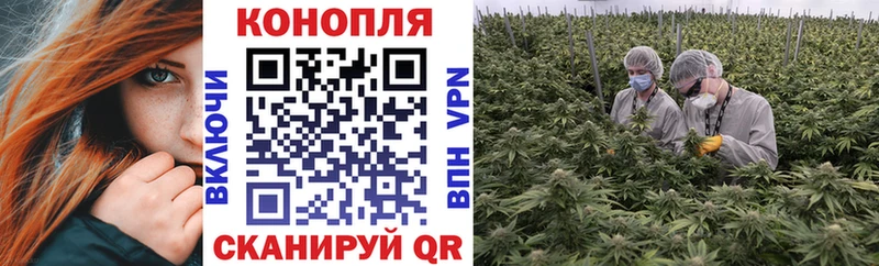 как найти закладки  МЕГА вход  Шишки марихуана сатива  Карачаевск 